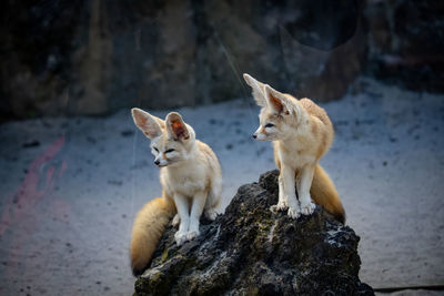 View of two fennec on rock