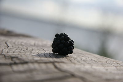 Close-up of berries on wood