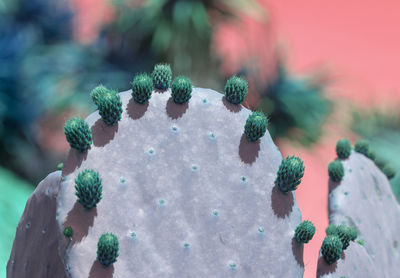 Close-up of snow on plant in winter