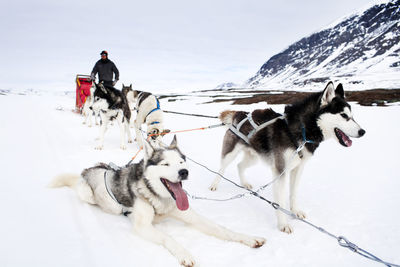 Draught dogs resting