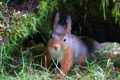 Close-up portrait of a rabbit on field