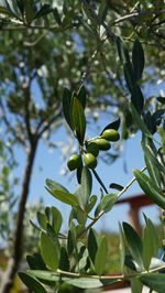 Low angle view of plant growing on tree