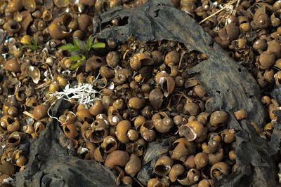 High angle view of bread on rocks