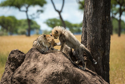 Cheetahs sitting on rock