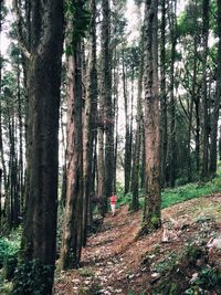 Trees in forest