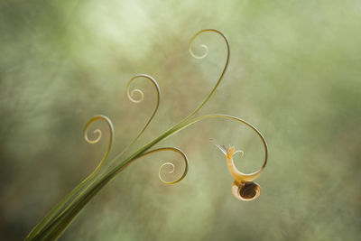 Snail from borneo forest