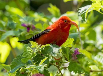 Close-up of bird perching on plant