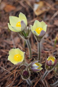 Close-up of yellow crocus flowers