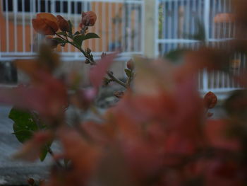 Close-up of flowers against blurred background