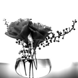 Close-up of flower over white background