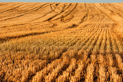 Full frame shot of wheat field