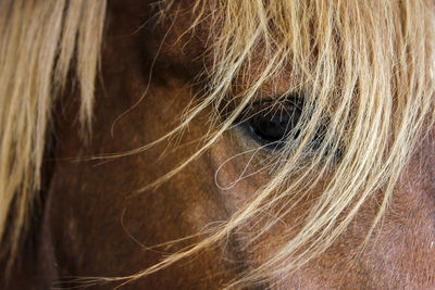 Close-up of a horse