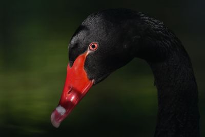 Close-up of black swan