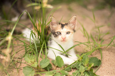 Portrait of a cat