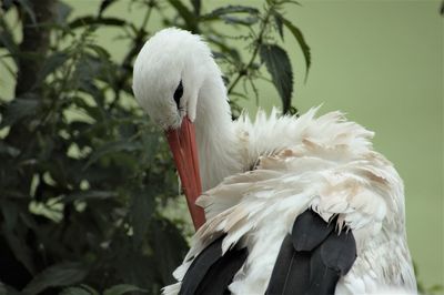 Close-up of swan