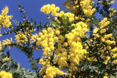 Close-up of yellow flowers