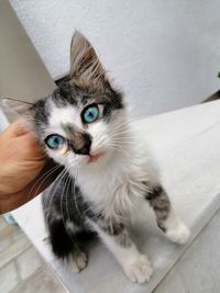 High angle portrait of cat with hand