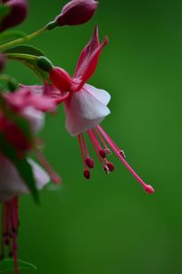 Close-up of flowers