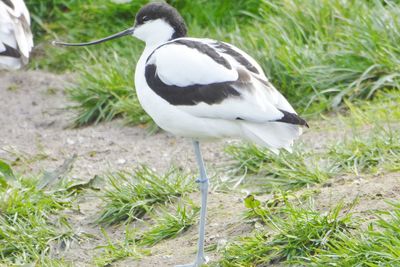 Close-up of a bird on field