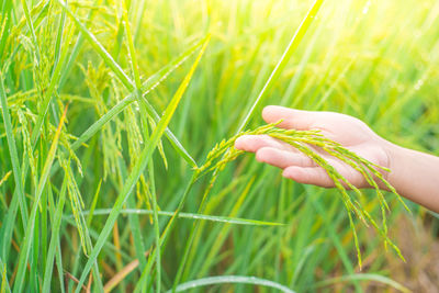 Close-up of hand holding crops growing on field