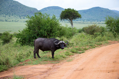 View of horse on dirt road