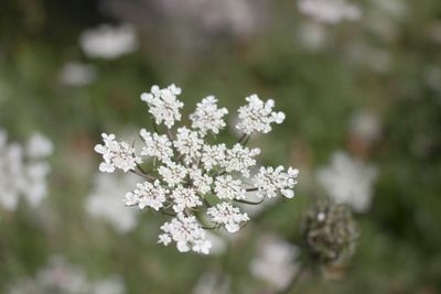 Close-up of white flowers