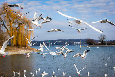 Seagulls flying over lake