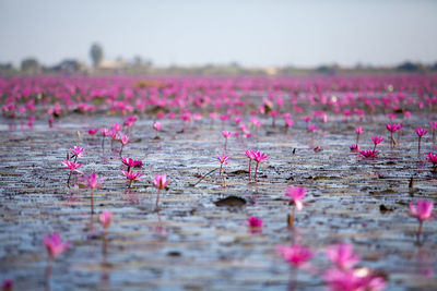 Close-up of pink lotus water lily in lake