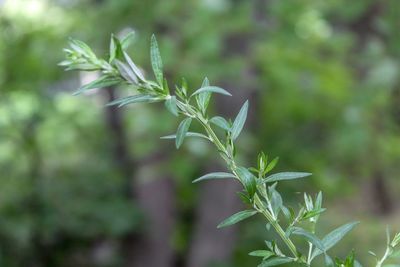 Close-up of plant growing on field