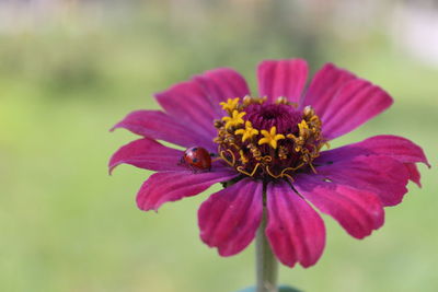 Close-up of ladybug on pink flower