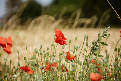 Close-up of red poppy flowers in field