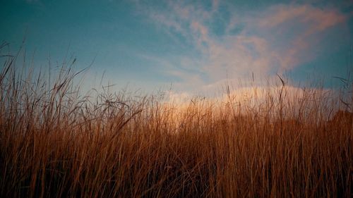 Crops growing on field against sky