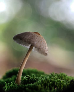 Close-up of mushroom growing on land
