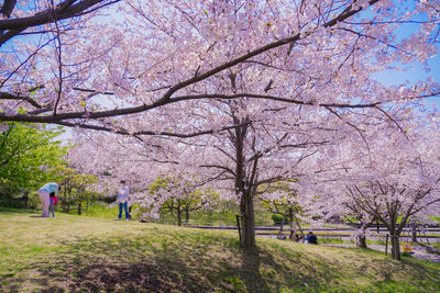 Rear view of woman with cherry blossoms in park