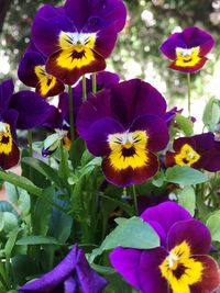 Close-up of purple flowers blooming outdoors