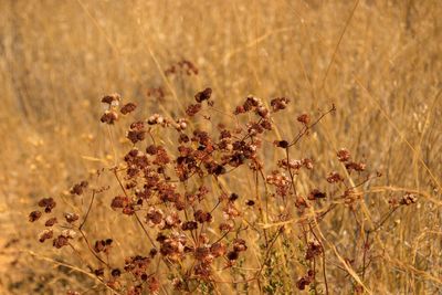 Close-up of plants growing on field