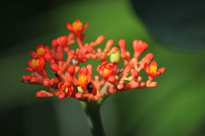 Close-up of red flowering plant