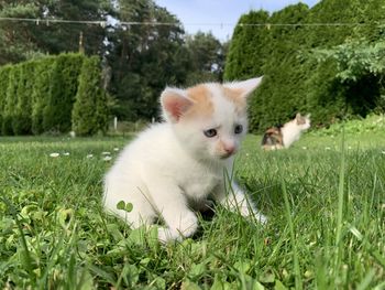 Portrait of cat on field