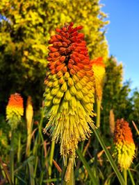 Close-up of yellow flowering plant on field