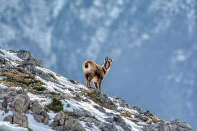 Dog on rock