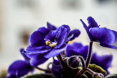Close-up of purple flowers blooming