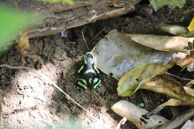 Close-up of bird