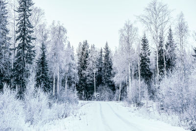 Snow covered road amidst trees against sky