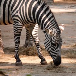 Close-up of a zebra in field