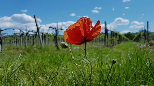 Close-up of poppy on field against sky