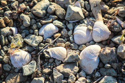 Pebbles on rocks