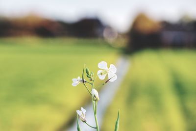 Close-up of white flowering plant on field