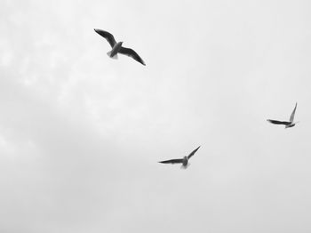 Low angle view of birds flying in sky