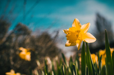 Close-up of yellow flowering plant on field