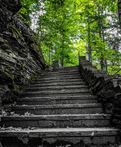 Low angle view of steps amidst trees in forest